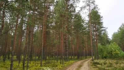 Два гендиректора незаконно вырубили в лесах Ленобласти деревьев на 4,7 млн рублей