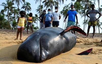 На Шри-Ланке спасли более сотни дельфинов-гринд - korrespondent.net - Шри Ланка - Коломбо