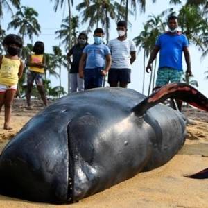 На Шри-Ланке спасли более сотни дельфинов-гринд, которых выбросило на берег. Видео