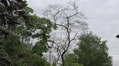 В центре Челябинска вырубят полторы сотни деревьев