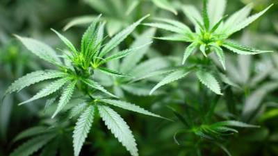 Нью-Джерси выбирает Байдена и легализацию марихуаны