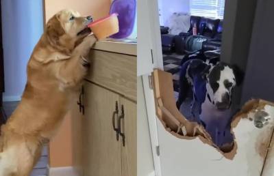 «Поймали с поличным»: 5 уморительных видео с собаками, где их хозяевам не до смеха