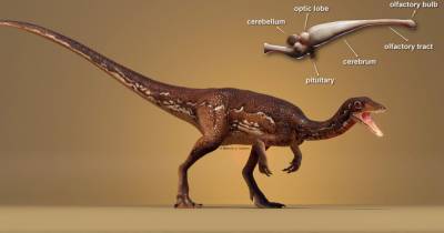 Ученые впервые смогли реконструировать весь мозг динозавра