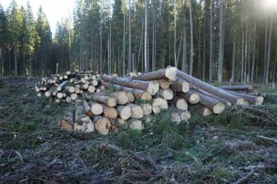 Предприниматели незаконно вырубили 577 кубов леса в Киришском районе