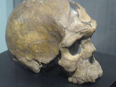 Ученые обнаружили схожесть строение черепа человека с Флориспадом