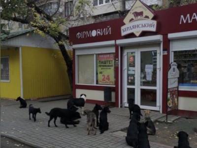 Курьезы: в Мелитополе стая бродячих собак дежурит возле входа в фирменный колбасный магазин