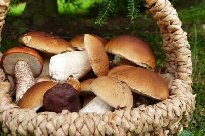 На Украине грибников могут посадить за сбор грибов у Чернобыльской АЭС - aif.ru - Украина