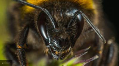 В Австралии обнаружены пчелы, которые видят в темноте