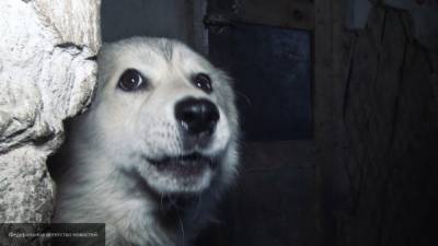 Полиция проверит факт жестокого обращения с собакой в Кимрах
