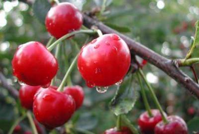 Причины слабой урожайности вишни