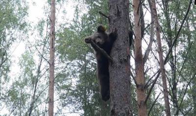 17 спасенных медвежат отправились из Тверской области домой