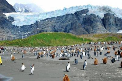 Самый большой в мире айсберг может уничтожить пингвинов и тюленей на целом острове