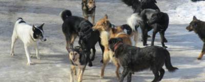 После трагической гибели ребёнка в Петропавловске-Камчатском начался отлов бродячих собак