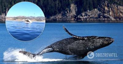 В США кит едва не проглотил двух женщин - видео