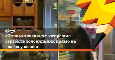 «Я только загляну»: кот решил ограбить холодильник прямо на глазах у хозяев