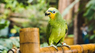В Австралии говорящий попугай спас хозяина от гибели в пожаре