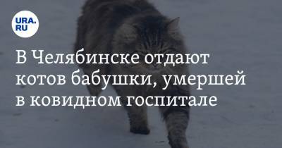 В Челябинске отдают котов бабушки, умершей в ковидном госпитале