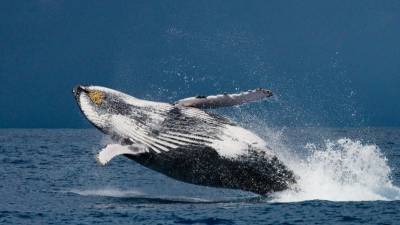 Охотящийся кит чуть не проглотил двух туристок на каяке — видео