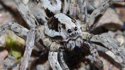 В Британии учёные обнаружили «вымерших» пауков-волков