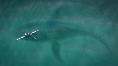 У берегов Калифорнии кит едва не проглотил двух женщин