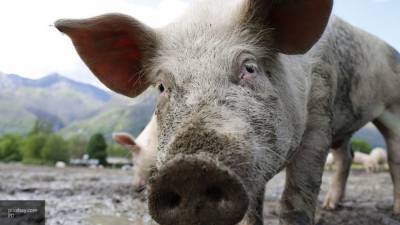 Свинья съела пьяного хозяина в Мексике
