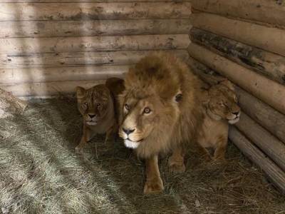 Последние животные переехали из бывшего зоопарка в парке «Швейцария»