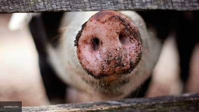 Свинья съела откармливавшего ее на убой фермера в Мексике