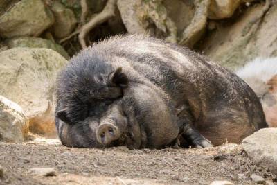В Мексике свинья съела откармливавшего ее на убой хозяина
