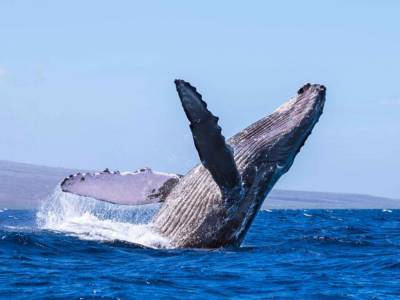 Две американки едва не оказались в пасти горбатого кита