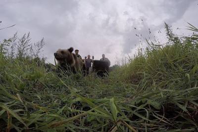 В Тверской области прошел медвежий «выпускной»