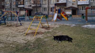 В Тюмени на детской площадке двое «охотников» убили собаку