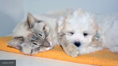 Назван главный источник коронавируса для кошек и собак