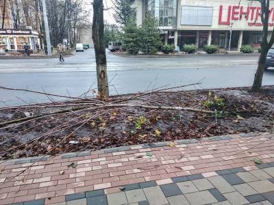 Вандалы вырвали саженцы кленов на улице Николаева в Смоленске