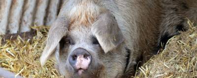 В Мексике выращиваемая на убой свинья съела своего нетрезвого хозяина