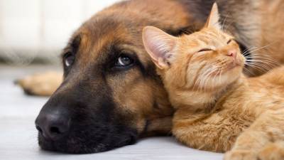 Кошки и собаки могут заразиться коронавирусом от человека