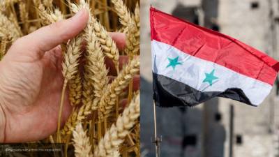 Минсельхоз Сирии планирует расширить посевные площади для увеличения урожая