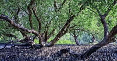 Сундарбан — самый большой вечнозелёный лиственный лес планеты Земля (11 фото)