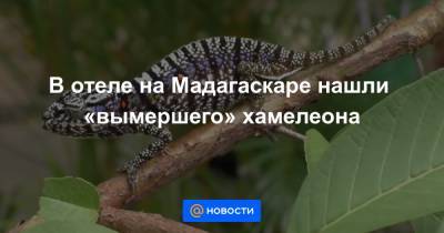 В отеле на Мадагаскаре нашли «вымершего» хамелеона
