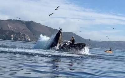 В США кит напал на лодку с девушками