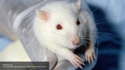 Крысы помогают российским ученым выявлять коронавирус