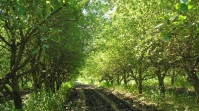 Пензенские черешни и яблони посадят в воронежском «Бессмертном саду»