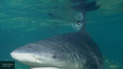 Акула напала на подростка у побережья Австралии