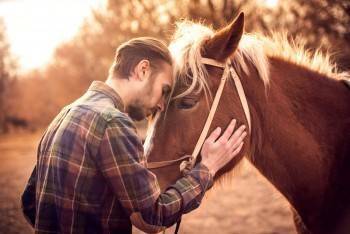 Ученые выяснили, как лошади относятся к людям