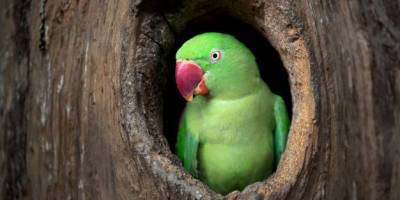 В Австралии говорящий попугай спас хозяина от пожара