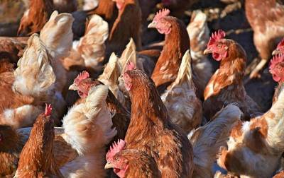 В Неклиновском районе обнаружили очаг гриппа птиц