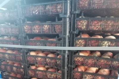 На Ставрополье уничтожили 762 кг санкционных персиков из Испании