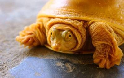 В Индии обнаружили редкую черепаху-альбиноса