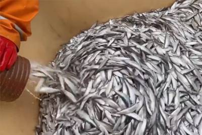 Компания из Калининграда совместно с дагестанскими бизнесменами откроет предприятие по переработке рыбы в Махачкале