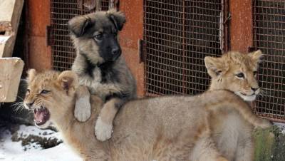 Суд Москвы признал запрещенной информацию о продаже редких животных в интернете