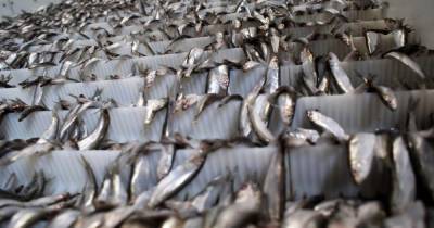 ГК "За Родину" построит в Махачкале завод по переработке рыбы